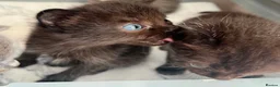 Ragdoll cats for sale: 1 Already reserved Fluffy Ragdoll Cross Kittens  - Advert 25