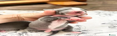 Italian Greyhound Female Pink collar 