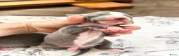 Italian Greyhound dogs for sale: Outstanding KC reg Italian greyhound puppies  - Advert 13