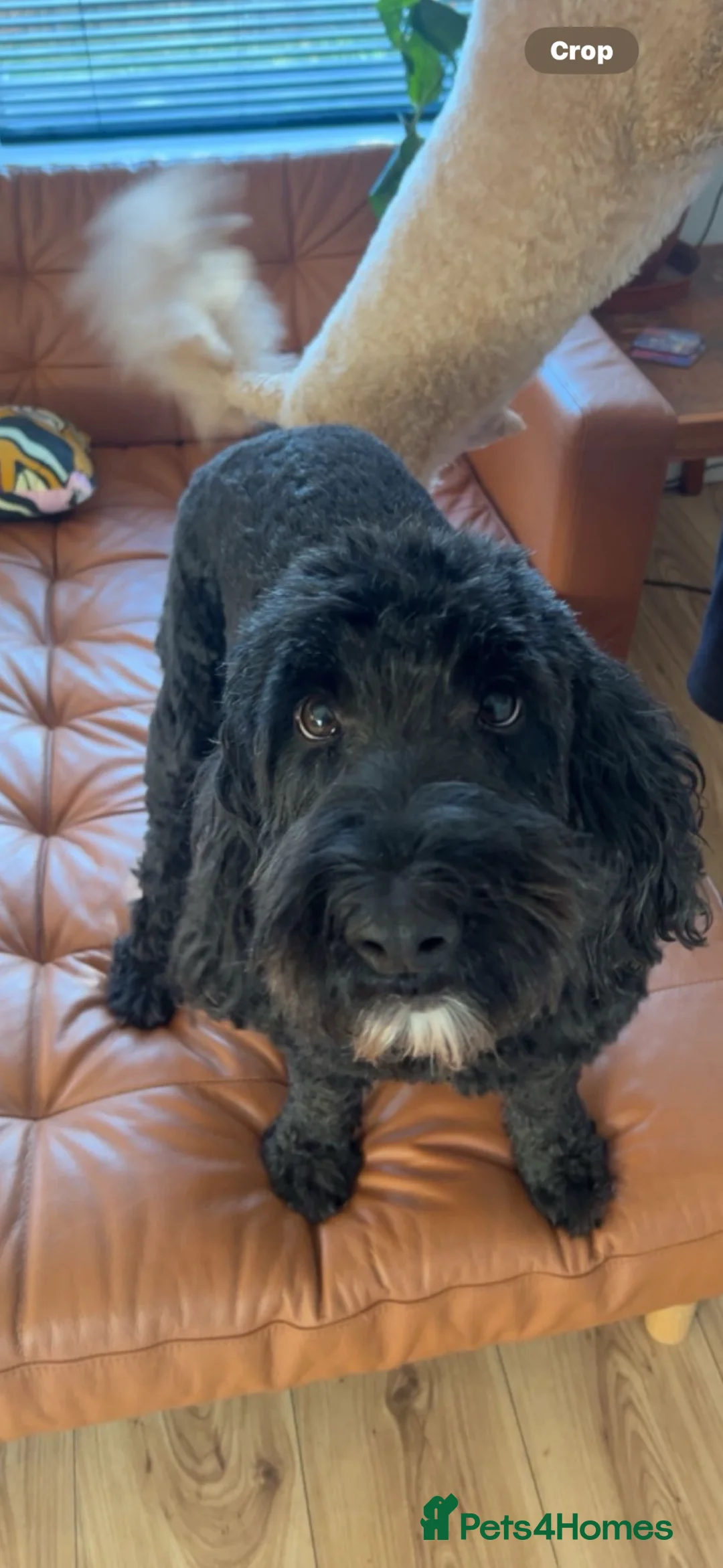 Sproodle dogs for sale: Brothers- Reggie and Rudy - Advert 11