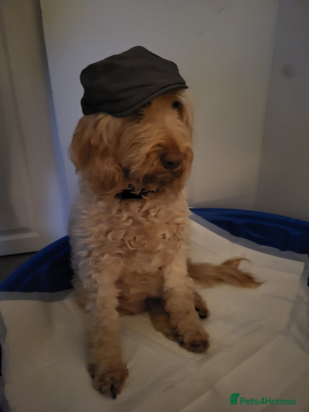 Goldendoodle dogs for sale: Goldendoodle puppies  - Advert 9