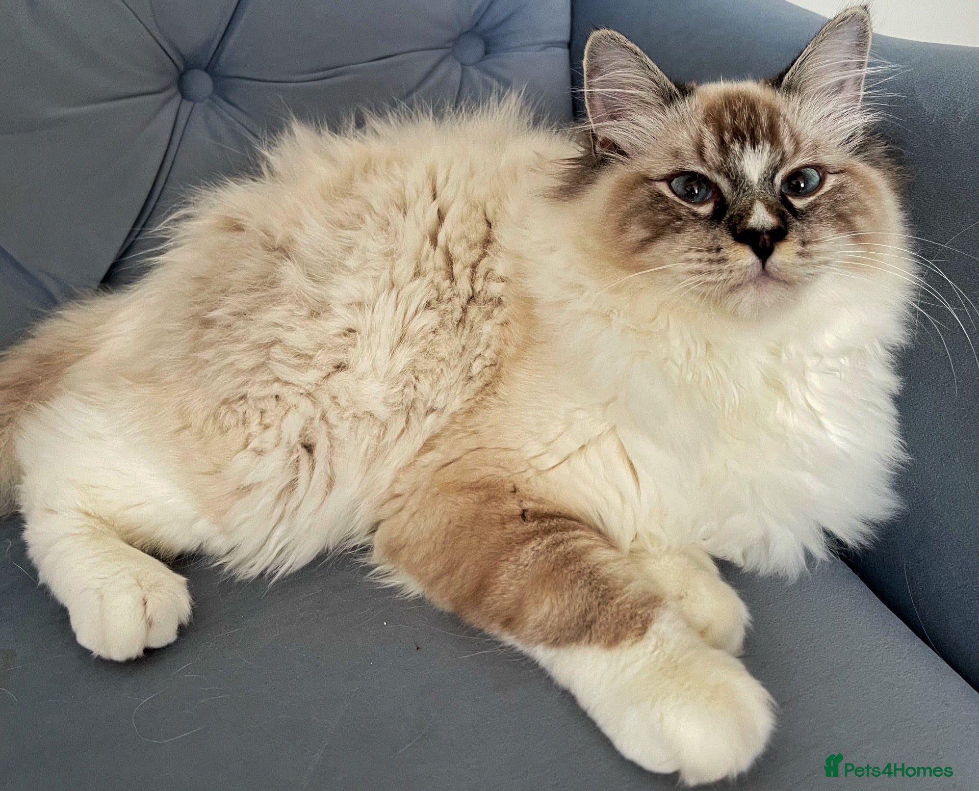 Ragdoll cats Proven Registered Stud - Advert 11
