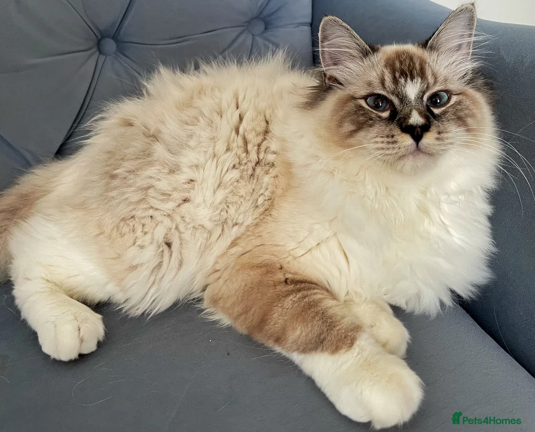 Ragdoll cats for stud: Proven Registered Stud - Advert 1