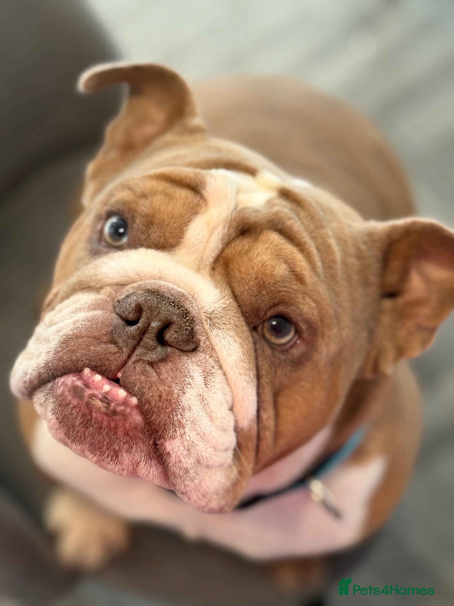 English Bulldog dogs Three year old for rehome  - Advert 2