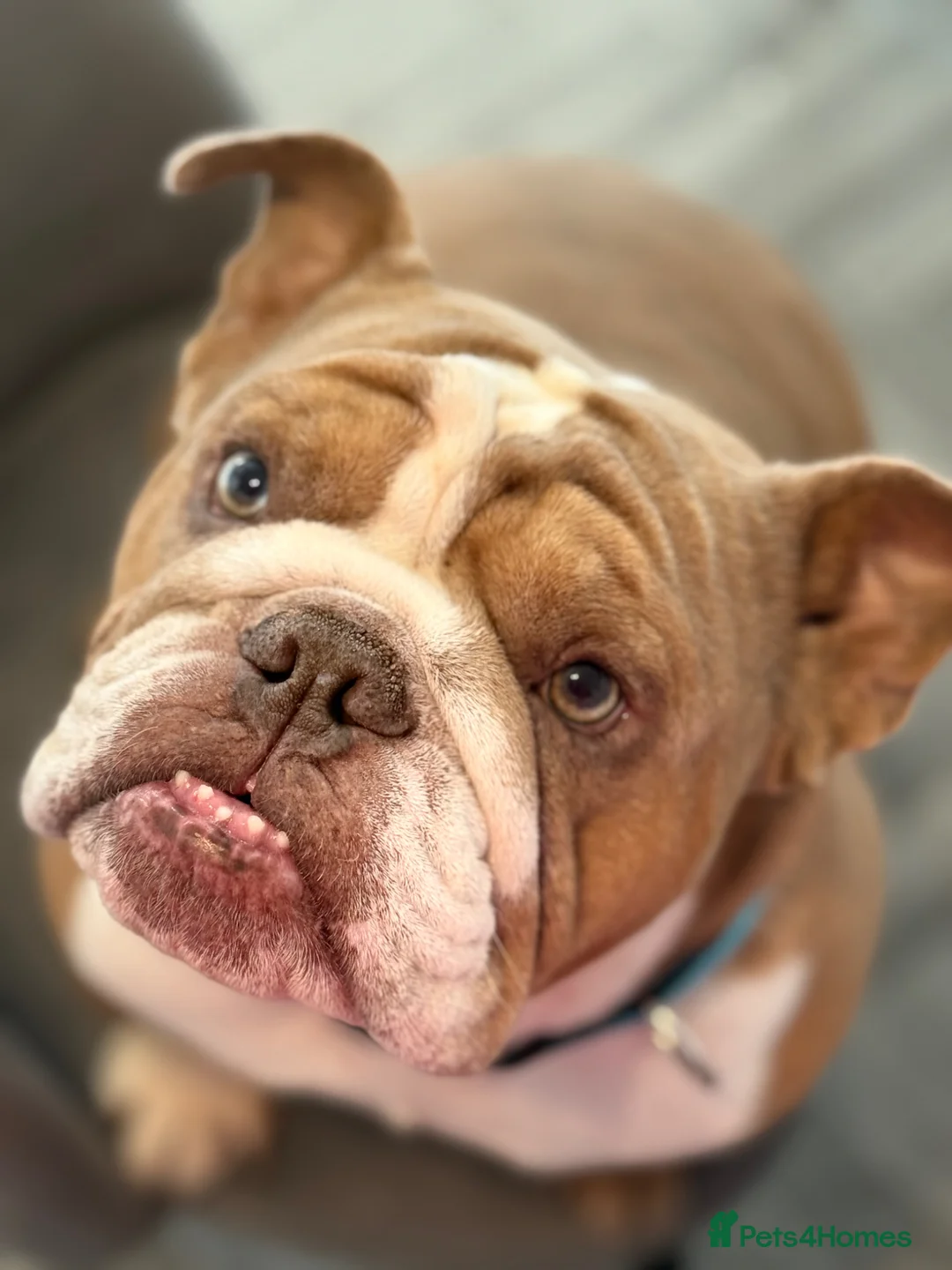 English Bulldog dogs for sale: Three year old for rehome  - Advert 1