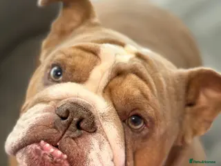English Bulldog dogs Three year old for rehome - Advert 2