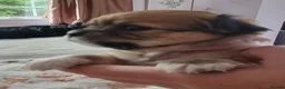 Chihuahua dogs for stud: Small Long coat chocolate and white chihuahua  - Advert 9