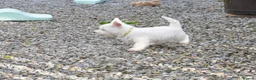 West Highland Terrier dogs for sale: West Highland terrier Puppy Girls - Advert 14