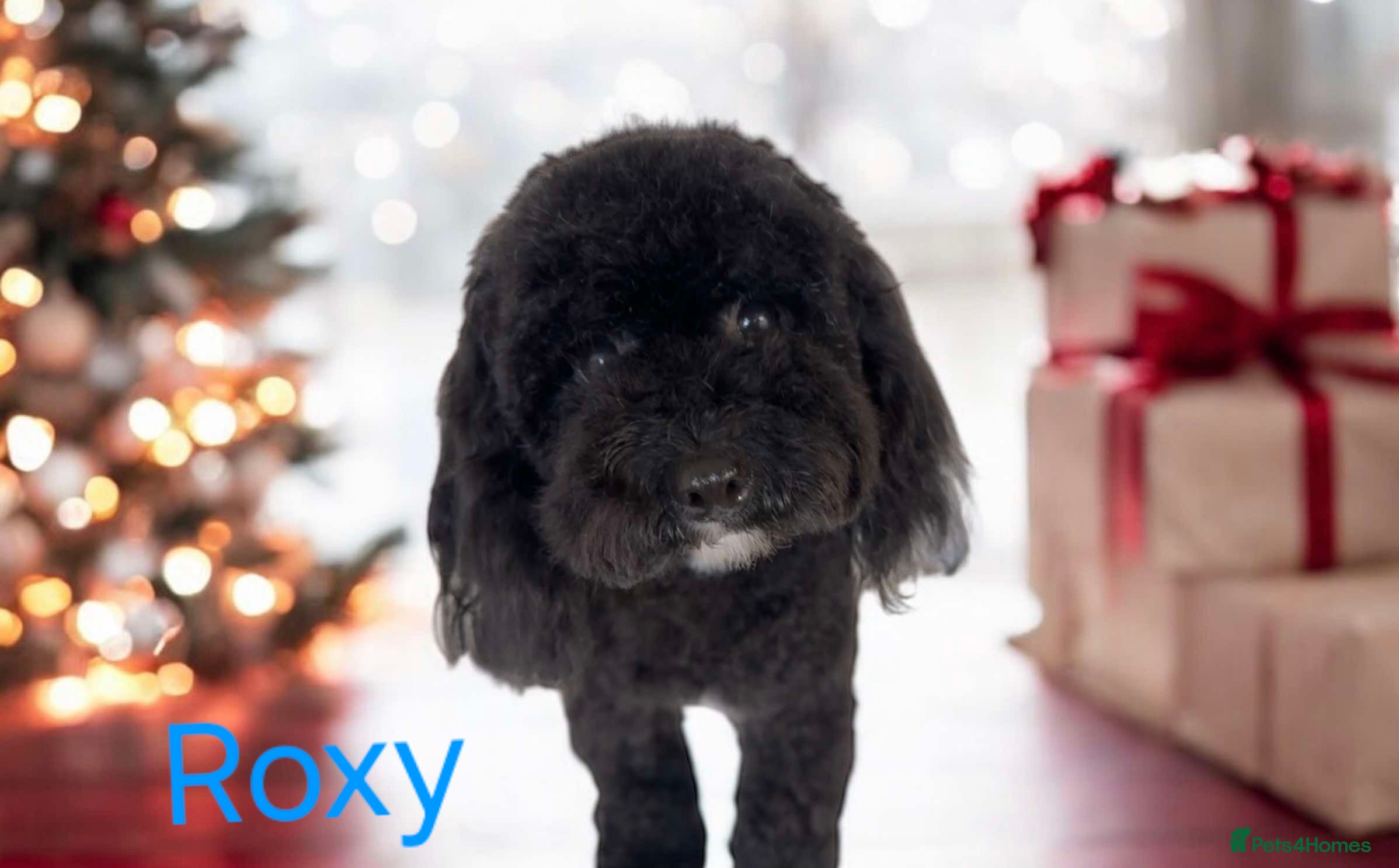 Cavapoo dogs F1BB cavapoos - Advert 13