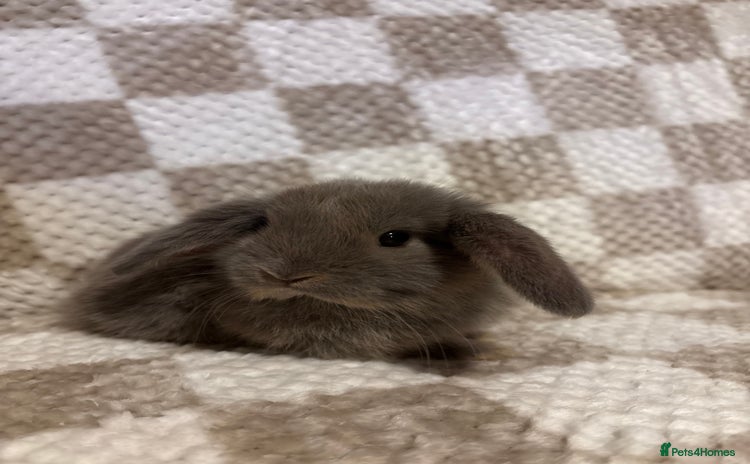 French Lop rabbits - Advert 1