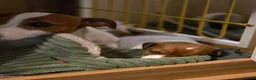 Jack Russell dogs for sale: Mini jack russel pups ready 13 june deposit secure - Advert 9