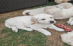 Golden Retriever dogs for sale: Gorgeous Golden Retriever Puppies  - Image 4