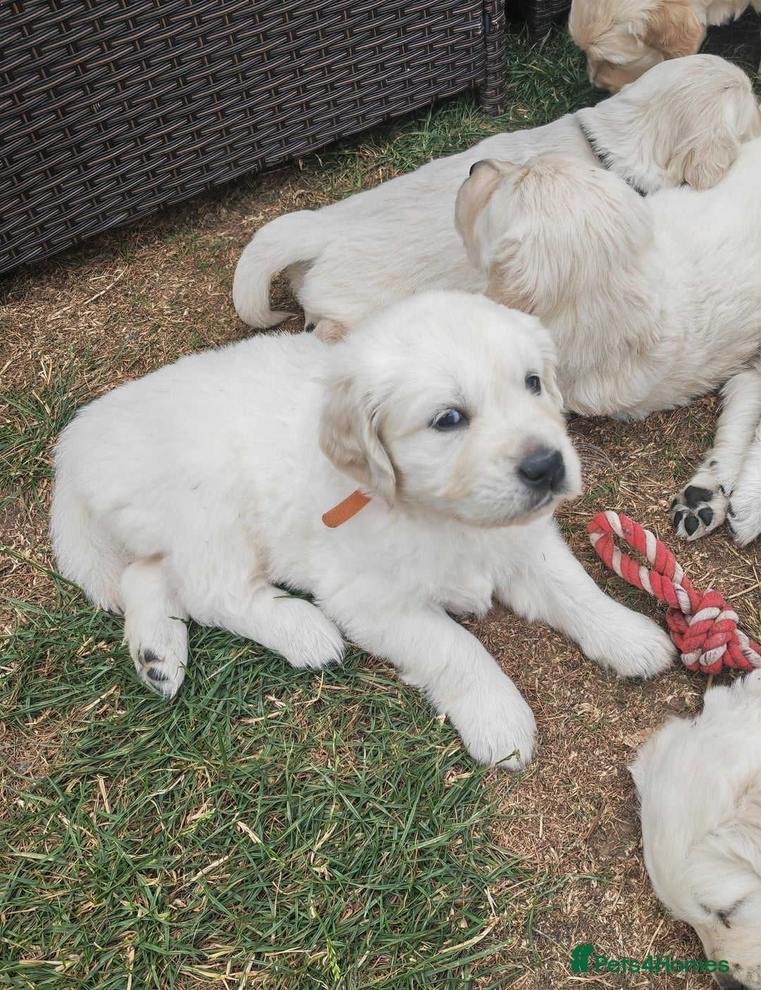 Golden Retriever dogs for sale: Gorgeous Golden Retriever Puppies  - Image 4