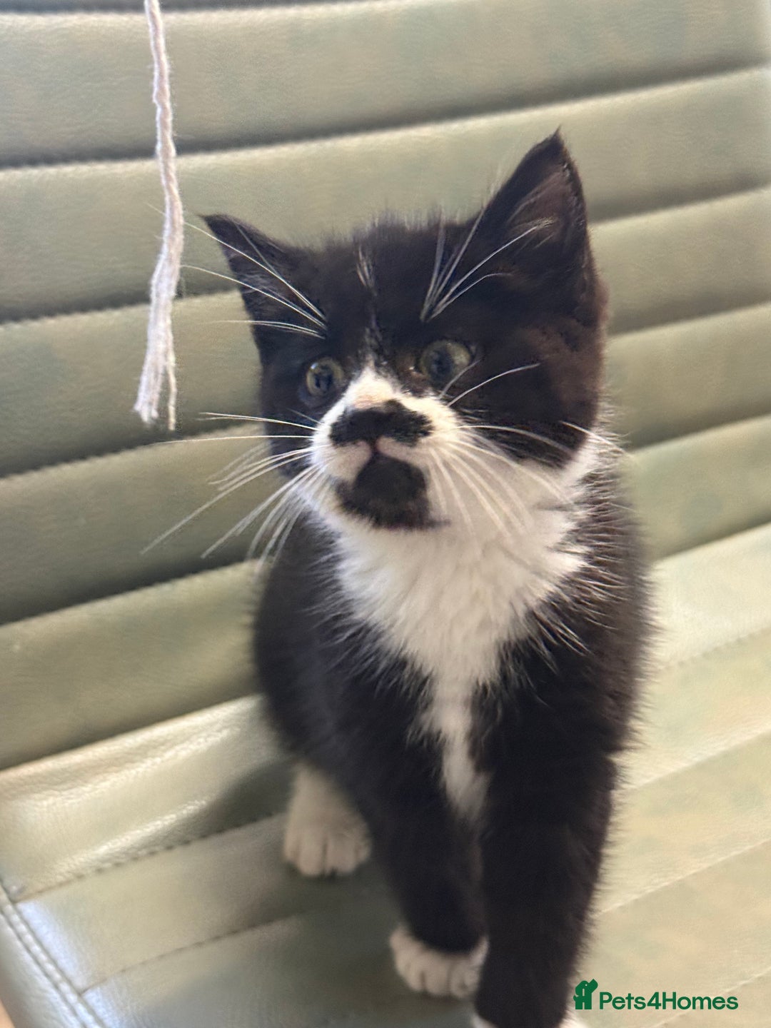 Mixed Breed cats for sale: One little girl ready to leave now - Advert 8