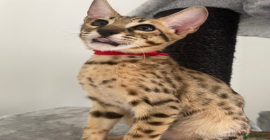 Savannah cats - Advert 14