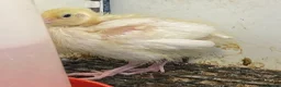Quail poultry for sale: Japanese & Chinese painted quails  - Advert 5