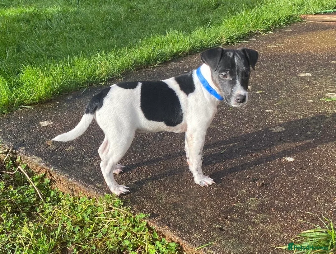 Mixed Breed dogs for sale: Jack Russell x Lakeland terrier - Advert 2