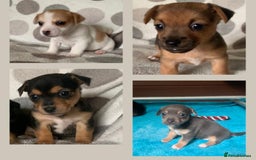Jack Russell dogs for sale: Exceptional litter of miniature Jack RussellS - Image 2