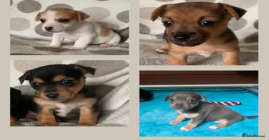 Jack Russell dogs - Advert 4