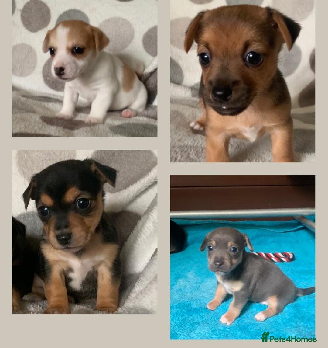 Jack Russell dogs for sale: Exceptional litter of miniature Jack RussellS - Image 2