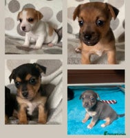 Jack Russell dogs - Advert 3