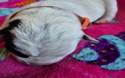 Mixed Breed dogs for sale: Mixed breed puppies for sale  - Advert 9