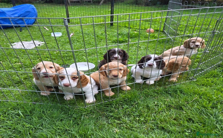 Cocker Spaniel dogs - Advert 16