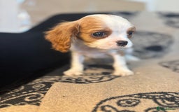 Cavalier King Charles Spaniel dogs for sale: 🐶KC Cavalier King Charles Puppies ready today! 🐶 - Image 4
