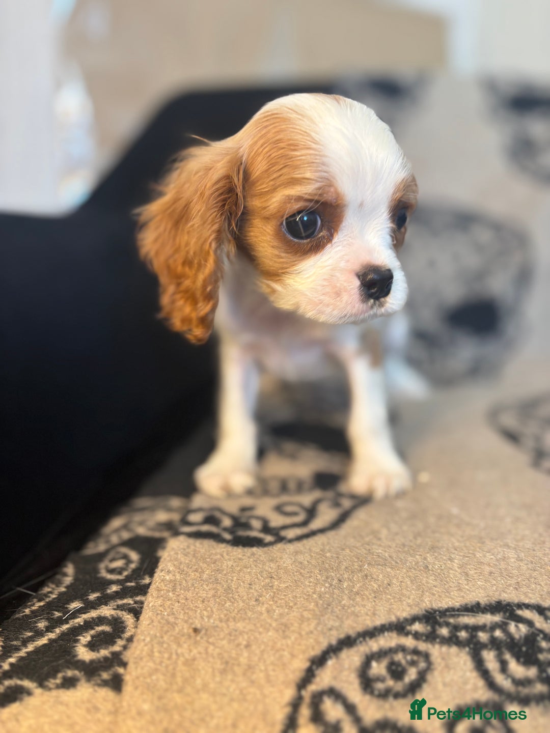 Cavalier King Charles Spaniel dogs for sale: 🐶KC Cavalier King Charles Puppies ready today! 🐶 - Image 4