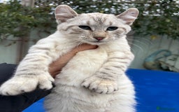 Keetso cats for sale: Rare Keetso female for breeding  - Advert 13