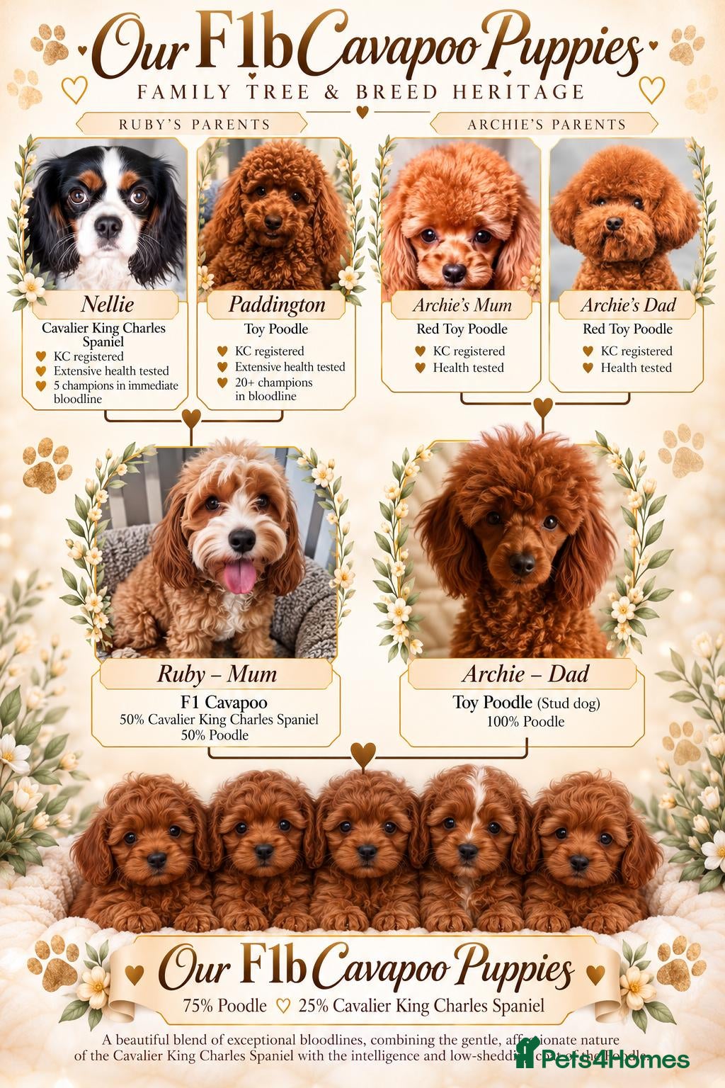 Cavapoo dogs for sale: Extensive health tested F1B Cavapoo puppies  - Advert 1