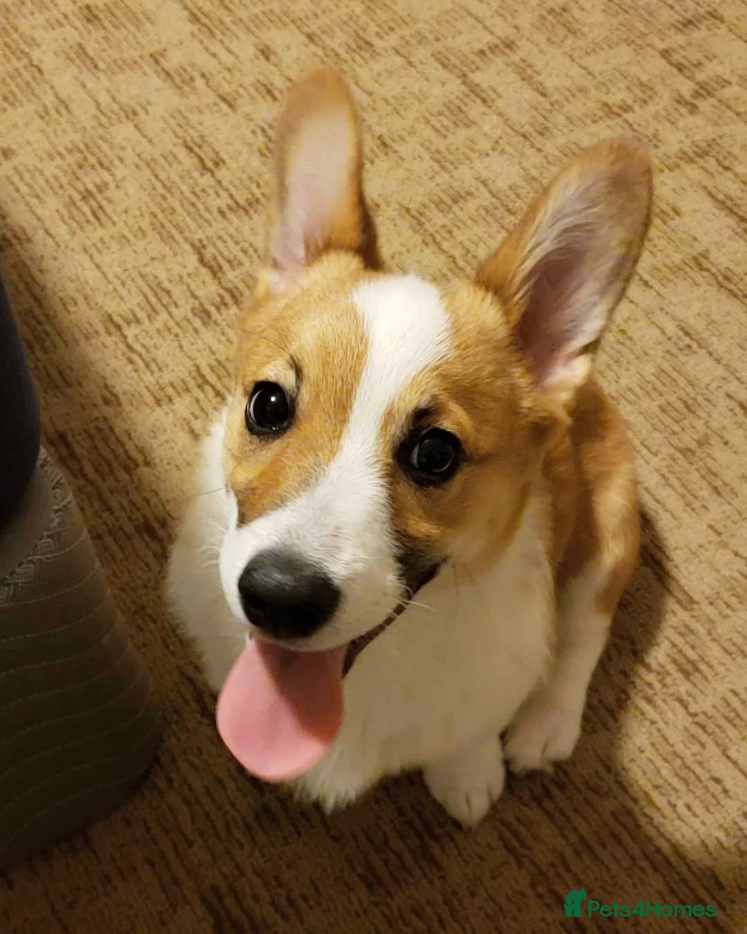 Welsh Corgi Pembroke dogs for sale: Lovely Pembroke Welsh Corgi Boy - Image 5
