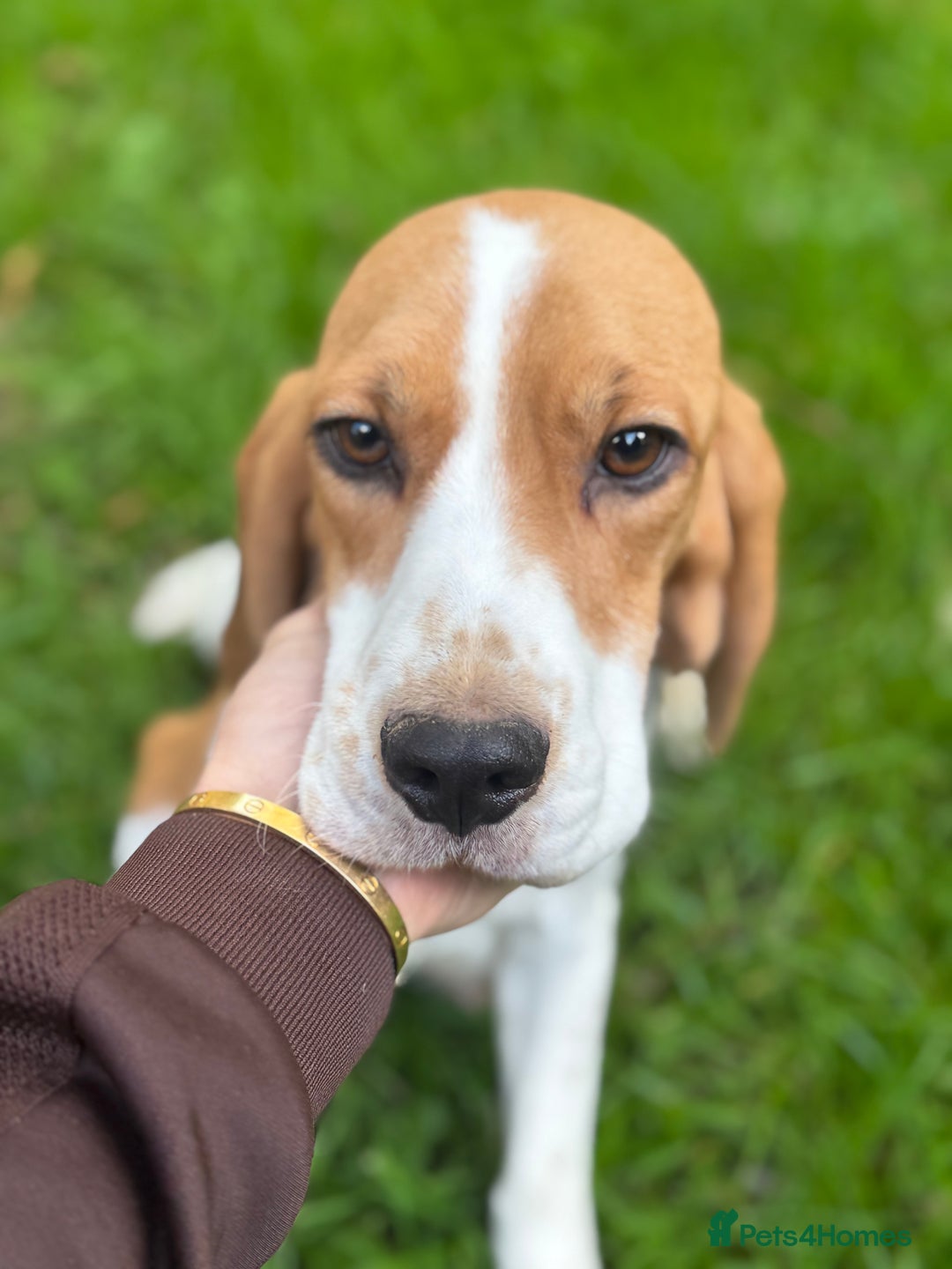 Beagle dogs for sale: KC REGISTERED SHOW TUOE BEAGLE PUPPIES  - Image 2