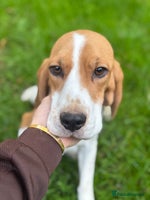 Beagle dogs - Advert 3