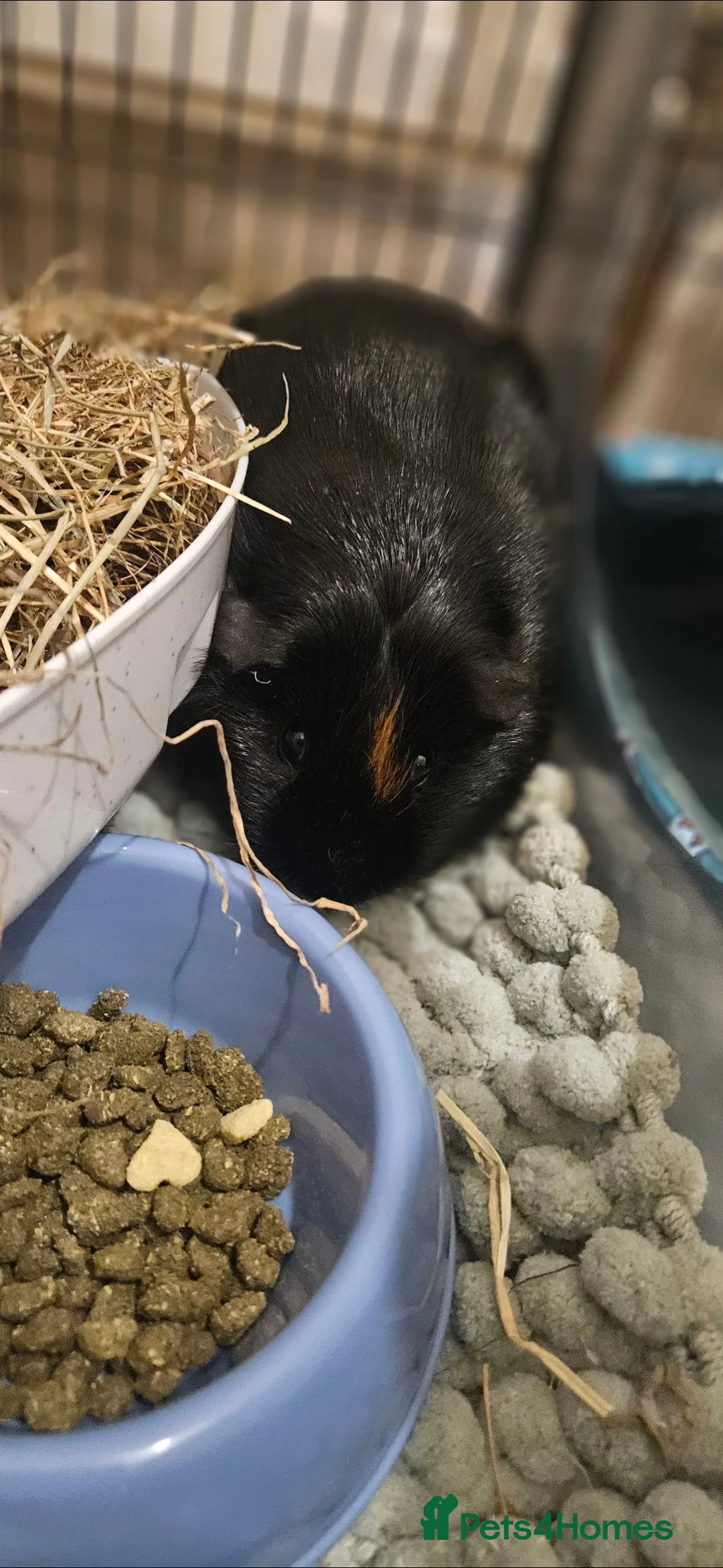 Guinea Pig rodents for sale: 2 MALE Black guinea pigs, everything inc! - Advert 5