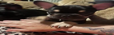 Jet 