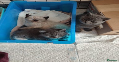 British Shorthair cats - Advert 2