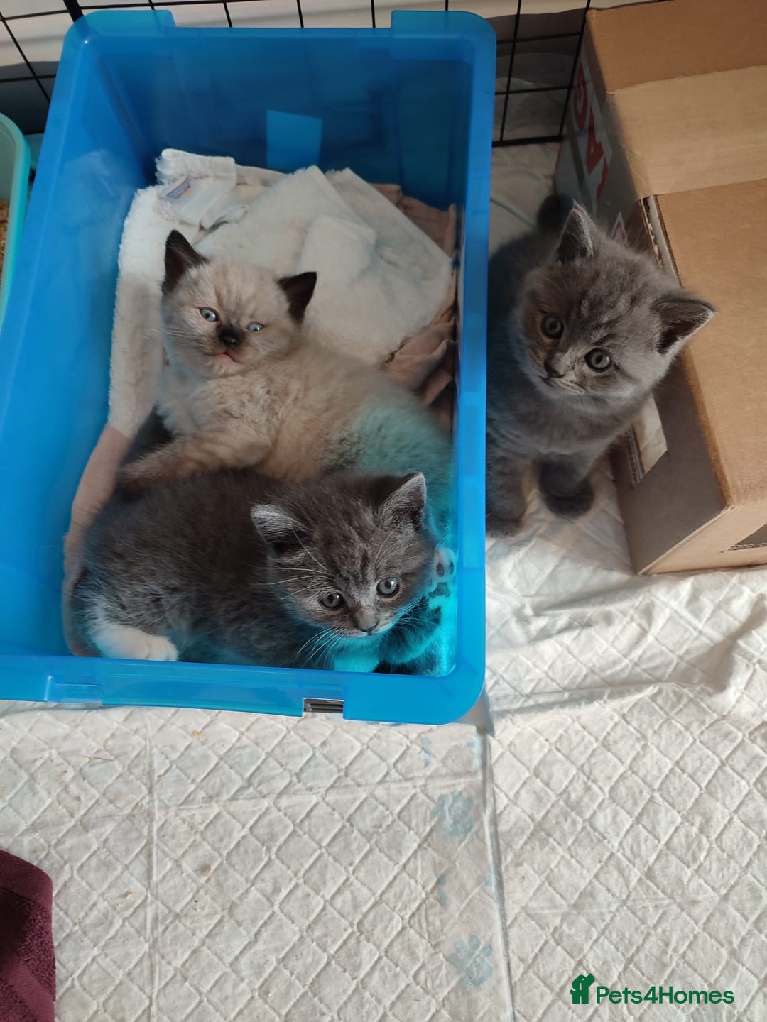 British Shorthair cats for sale: British Shorthair Kittens - Image 3