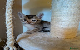 Burmese cats for sale: Burmese cross kittens - Image 2