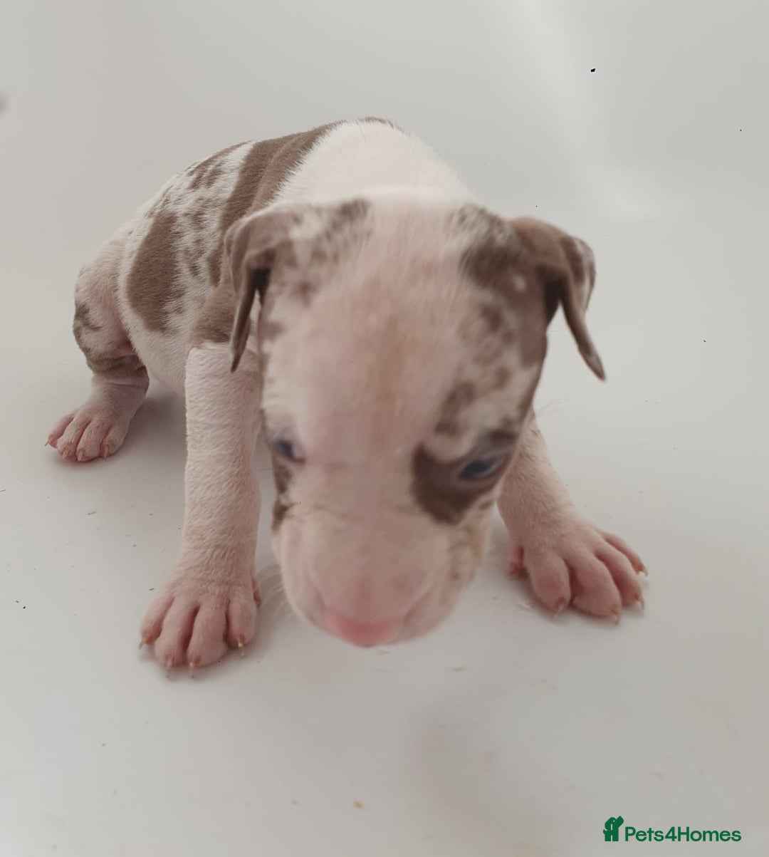 Mixed Breed dogs for sale: Looking for something different???  in Slough - Image 20