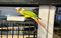 Conures birds for sale: Green-cheeked Conure  - Advert 2