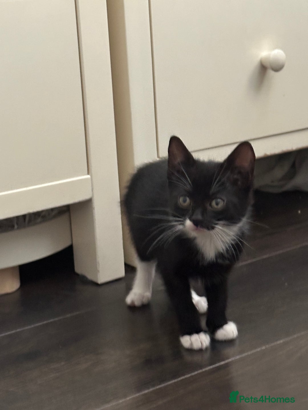 Mixed Breed cats for sale: Mixed breed kittens  - Image 10