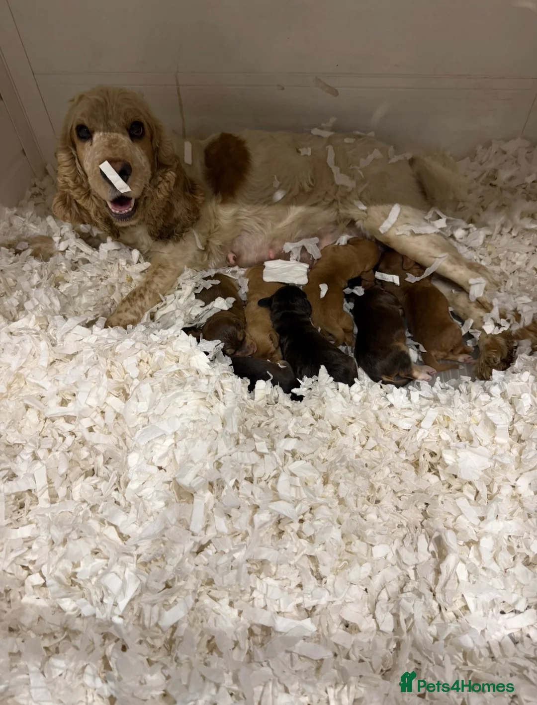 Cockapoo dogs for sale: Cockapoo puppy’s  in Hull - Advert 8