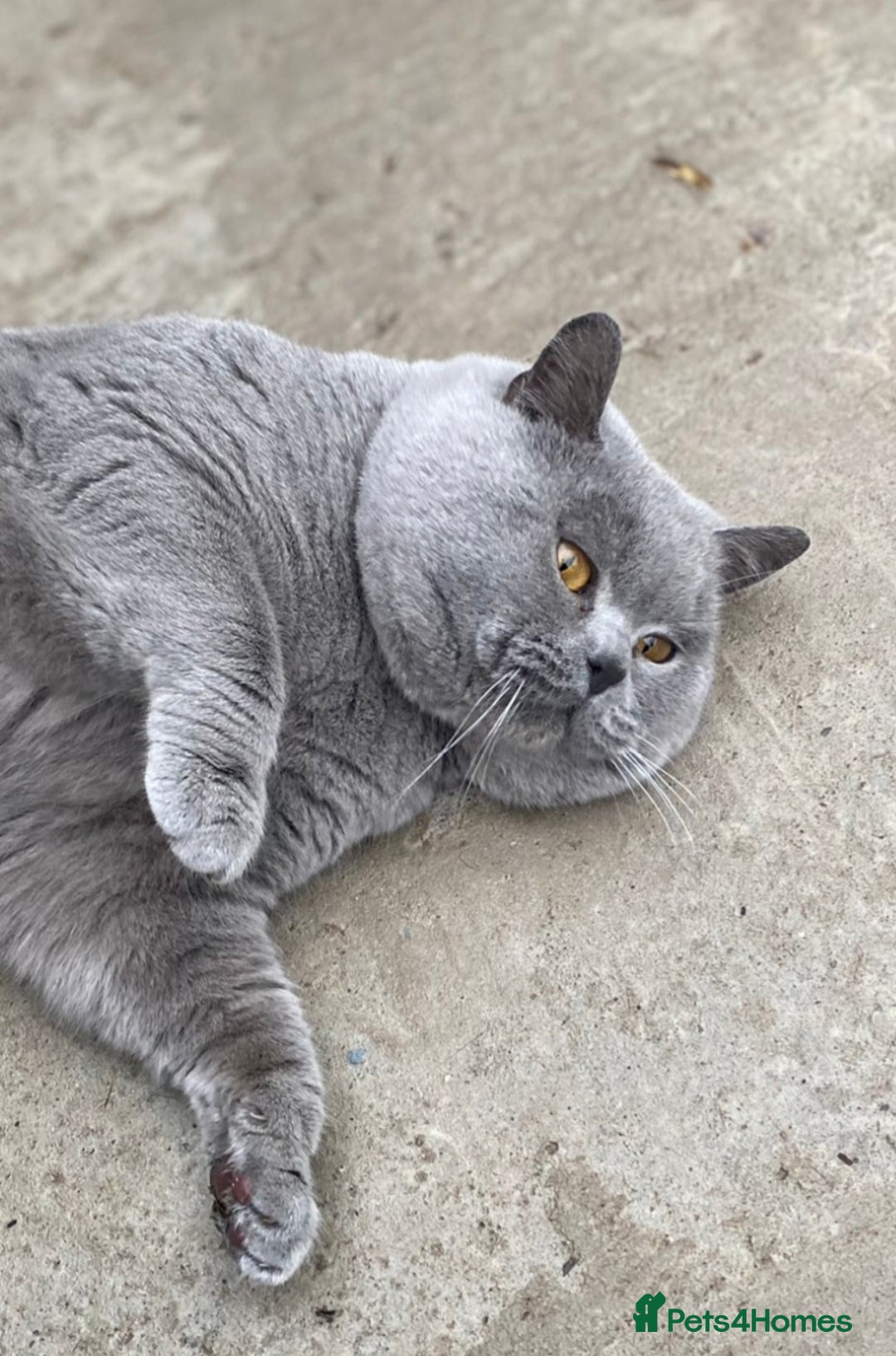 British Shorthair cats for sale: Purebred  British shorthair kittens  - Advert 17