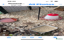 Mixed Breed birds for sale: Corturnix Quail Male - Image 2