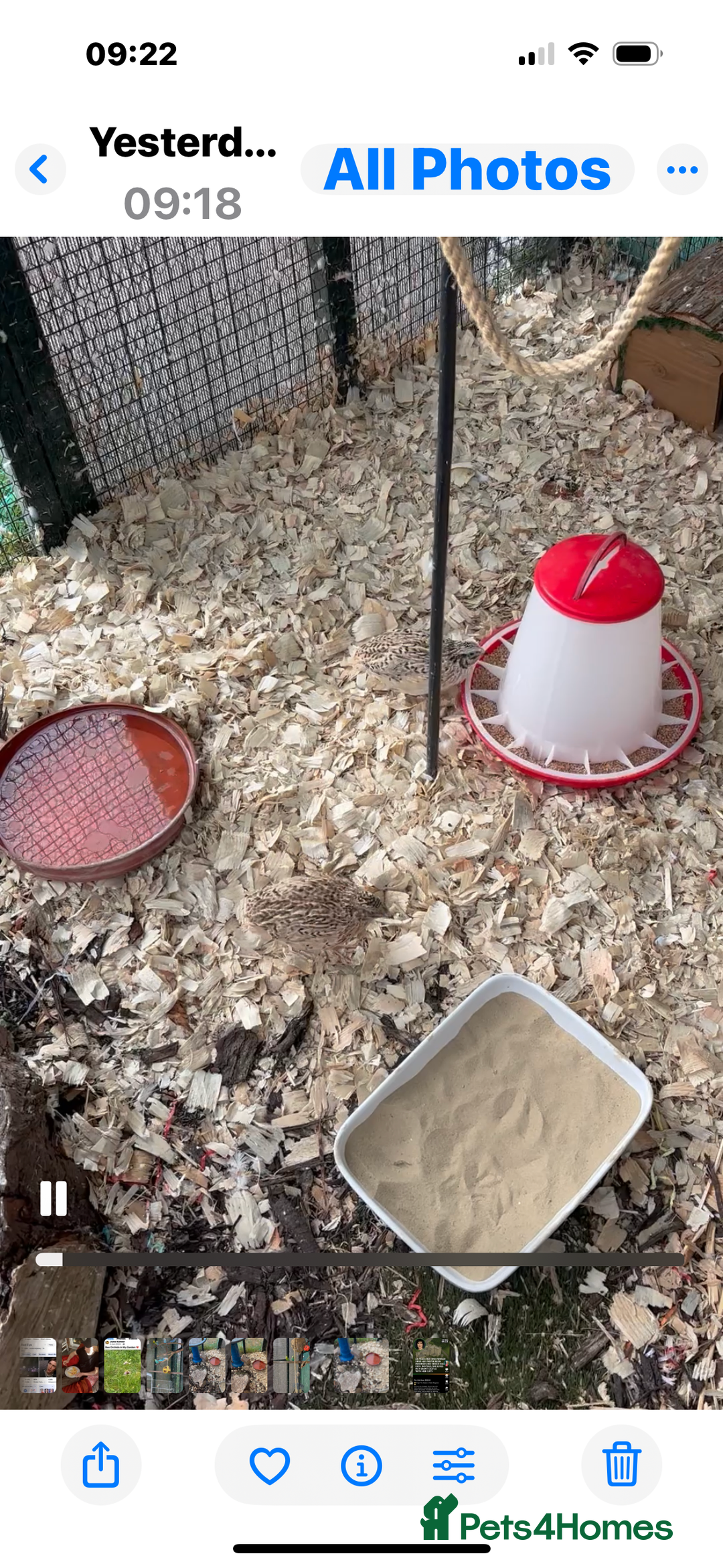 Mixed Breed birds for sale: Corturnix Quail Male - Image 2