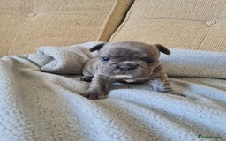 French Bulldog dogs for sale: French bulldog puppies  - Image 5
