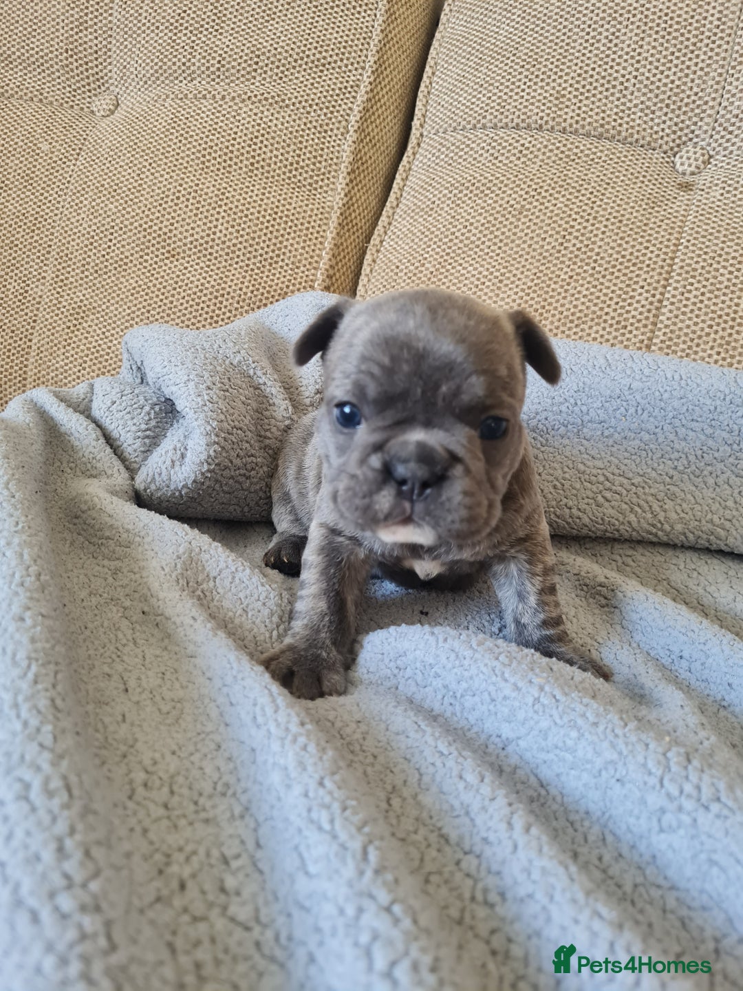 French Bulldog dogs for sale: French bulldog puppies  - Image 5