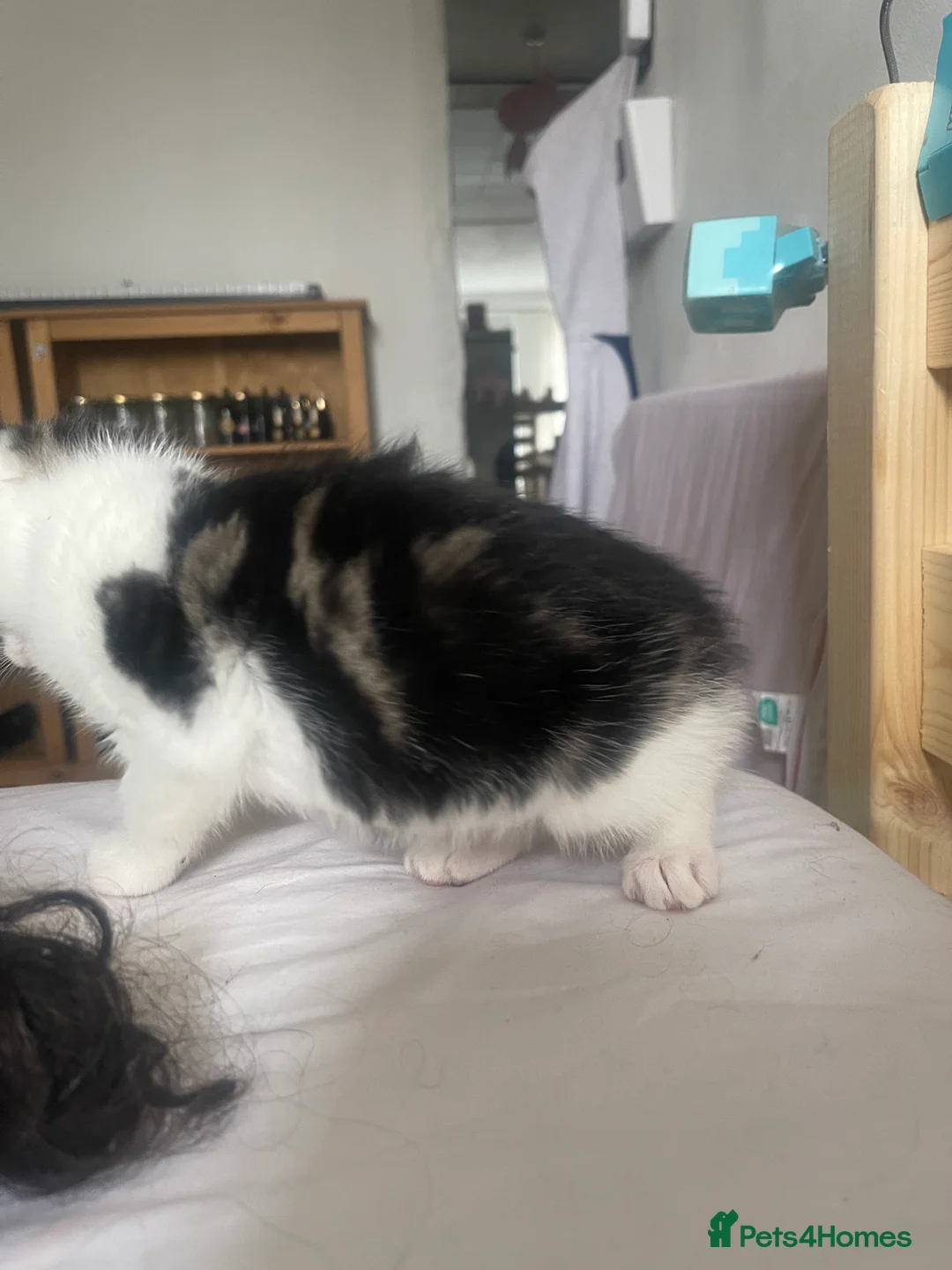 Mixed Breed cats for sale: lovely kittens  in London - Advert 10