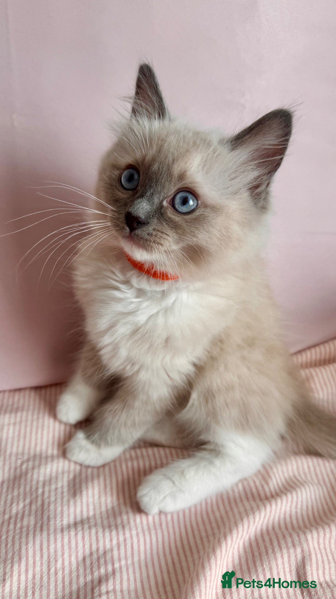 Ragdoll cats Beautiful Blue Point Mitted Ragdoll Boy - Advert 1